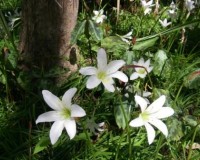 Zephyranthes atamasco 4.JPG